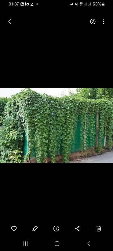 Other garden flower saplings & seedlings: Дикий виноград вьющийся как лиана, как плющ виноградная лоза — 7