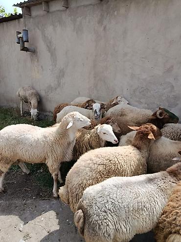 ucuz heyvanlar: Qurbanlıq quzular satılır, diri çəkisi 11 AZN və ya təmiz əti 21-22 — 2