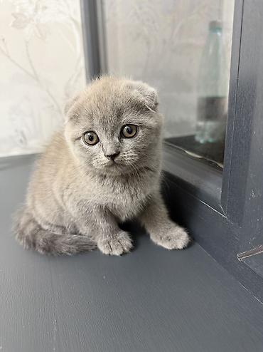 британская вислоухая кошка: Британская короткошёрстная, 2 месяца, Девочка, Приучена к лотку — 4