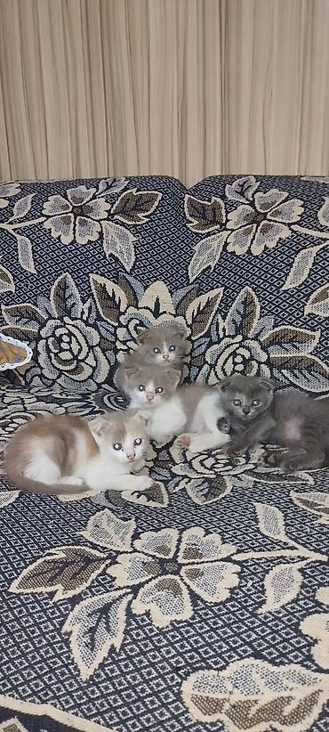 котенок скотиш фолд: Котята с загнутыми ушками (тип «скоттиш-фолд» по внешности). Окрас: - — 1