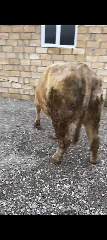 Inəklər, öküzlər: Salam aleykum əziz dosdlar bele bir gözel dogmamiş dügemiz çıxdı -da lalafo.az — 3 Inəklər, öküzlər: Salam aleykum əziz dosdlar bele bir gözel dogmamiş dügemiz çıxdı — 3