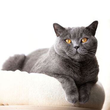 кот британский: Продаются котята британских кошек 
писать на whats app