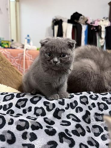 Скотиш Фолд (Шотландская вислоухая), 6 месяцев, Мальчик, Золотая шиншилла, Приучена к лотку