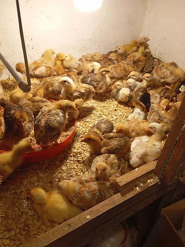 golden retriever balası: 15 günlük süper lider cucesi vaxsinadiyalari verilib Saba lasota — 8