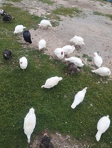 satliq itler: Quslar Gilezidedi 23 ededir 6 si erkeydi disiler yumurta edir — 3
