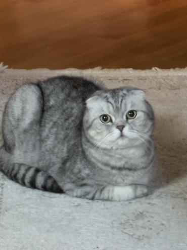 Кошки: Шотландская вислоухая — 4