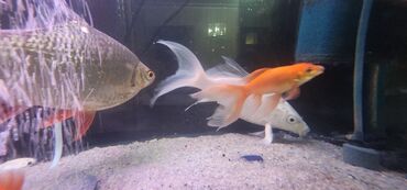 Akvariumlar: Dördbucaq akvarium, Balıqlarla birlikdə, 120 l — 6