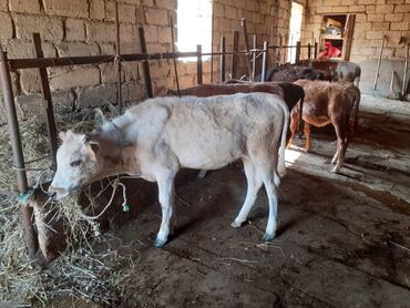 K/t heyvanları və malları: Dana, buzov, Dişi, Holsteyn, Simental, ay: 1, 100 kq, Ətlik, Damazlıq, Südlük, Ödənişli çatdırılma, Ünvandan götürmə