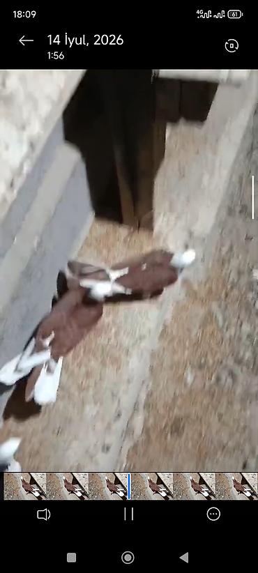dekorativ goyərcin: Hazır cutduler bala alinib .cütü 80;manat video var ireal aliciya — 3
