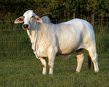 erkek: Brahman cinsi iri buynuzlu heyvanlar - İstiqamət: ət və damazlıq - — 5