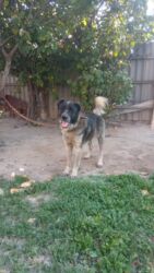 кавказская овчарка купить: Alman çoban iti, 1 il, Erkek, Ünvandan götürmə