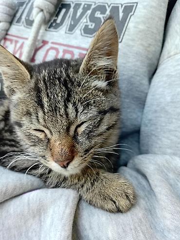 аквариумные рыбки каталог цены: Город Ош!!!!! отдаю котёнка в добрые руки, очень ласковый и милый — 1