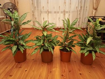 продам фикус бенджамина: Aglaonema . Qiyməti razılaşma yolu ilə - Qabda yetişdirilmiş, sulu