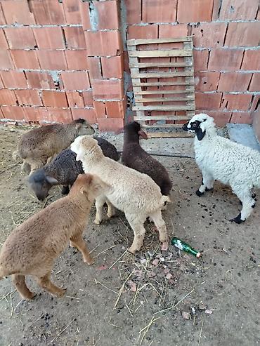 Quzu: 6 erkəy 4 dişi — 4