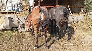 пони конь: Продаю | Кобыла (самка) | Рабочий — 2