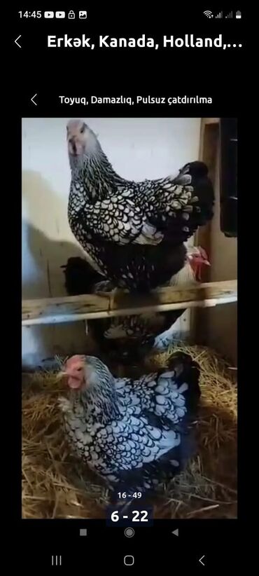 Toyuqlar: Toyuq, Damazlıq, Ödənişli çatdırılma — 6