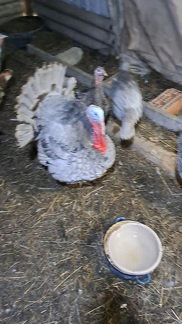 Hinduşkalar: Erkək, Damazlıq — 9