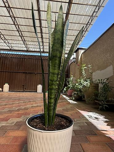 теща: Сансевиерия (Sansevieria trifasciata, “тещин язык”) в декоративном — 1