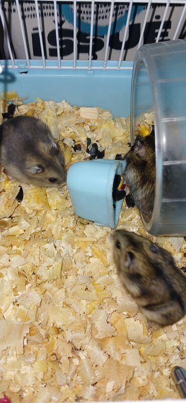 Кошки: Cırtdan hamsterlər – sevimli ev heyvanları 3hemdter yuvasi ile