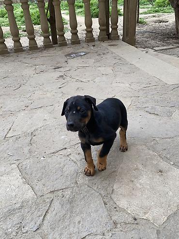 İtlər: Doberman, 2 ay, Dişi, Cütləşmə üçün — 12