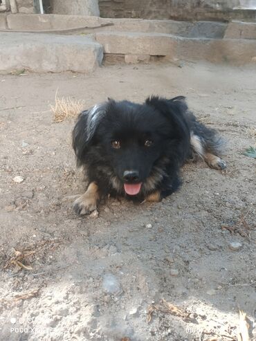 it davalari: Zvonok, 5 ay, Erkek, Peyvəndli, Ünvandan götürmə, Ödənişli çatdırılma
