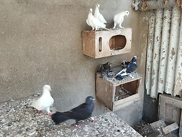 goyerçin: 13 dənədi tərgitmə quşlardi — 1