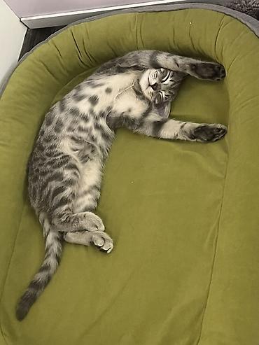 породистые собаки ищут дом: Отдадим 5-месячного котёнка в хорошую семью. Приучен к лотку. Вместе с — 1