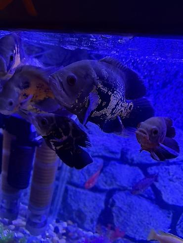 Akvariumlar: Аквариум - 2 м ( 7,000 Манат Цена -da lalafo.az — 1 Akvariumlar: Аквариум - 2 м ( 7,000 Манат Цена — 1