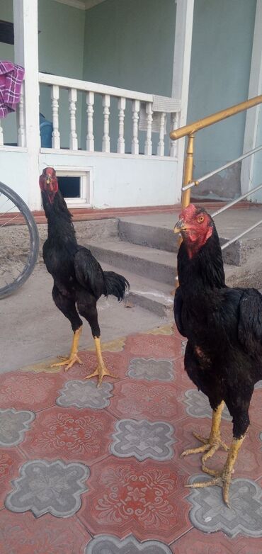 1 aylıq cücələr: Toyuq, Damazlıq