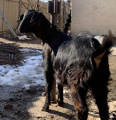 Козы, козлы: Продаю | Коза (самка) | Полукровка | Для разведения | Котные — 15