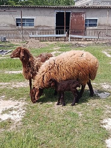 balın kilosu: Qurbanlıq qoç ana bala qoyun maştağada — 6