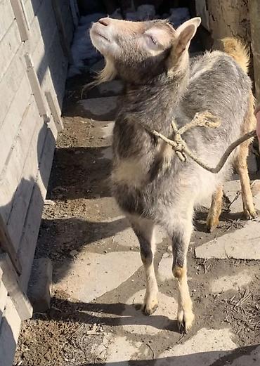 Козы, козлы: Продаю | Коза (самка) | Полукровка | Для разведения | Котные — 12