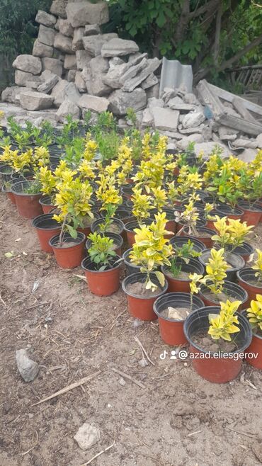aslan pençesi bitkisi azerbaycanca: Bitki kökləri