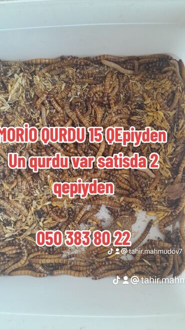 tısbağa satılır: MORIO QURDU SATILIR 15 QEPIY 
UN QURDU 2 + 3 QEPIY