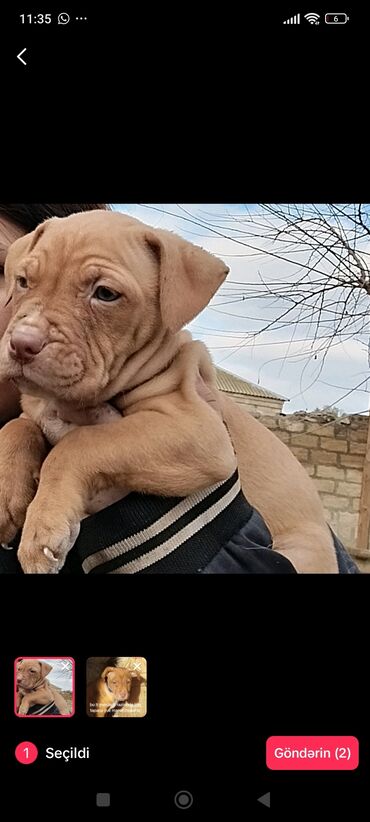 həyət itləri: Pitbul, 3 ay, Dişi, Cütləşmə üçün, Pulsuz çatdırılma