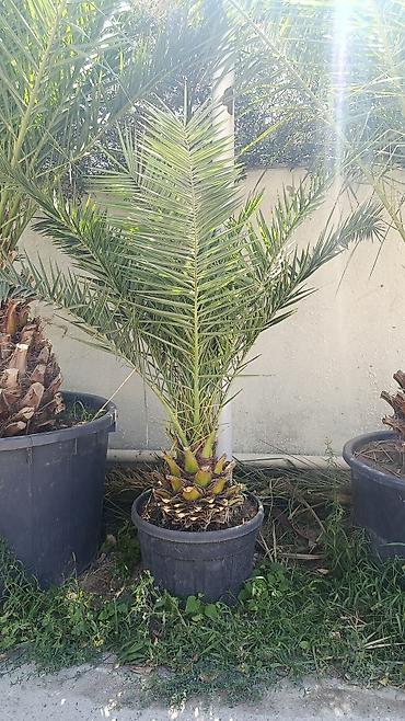 xurma palması: Xurma xurması (Phoenix dactylifera) – iri qara plastik dibçəkdə - — 1