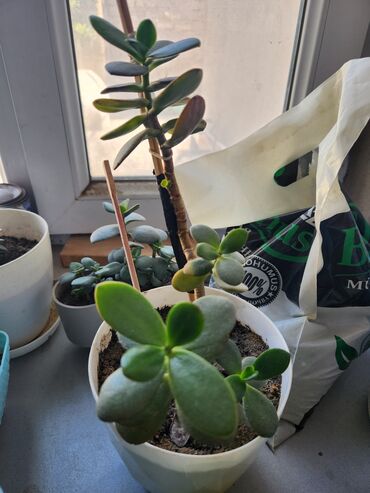 Otaq bitkiləri: Güllər . Kaktus, pul gülü, kolanxoe -da lalafo.az — 5 Otaq bitkiləri: Güllər . Kaktus, pul gülü, kolanxoe — 5