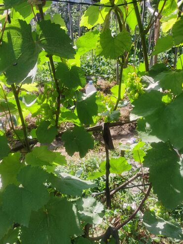 Продажа домов: Дом, 1200 м², 4 комнаты, Собственник, Косметический ремонт — 22