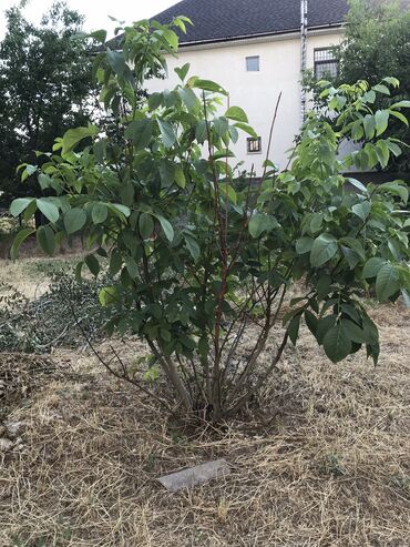 саженцы плодовые: Молодые Ореховые деревья, 2 шт. Примерно 1.5 см в высоту. Пересечение