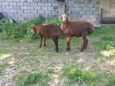 продаю овца: Сатам | Кочкор (эркек) | Аргын, Арашан | Көбөйтүү үчүн | Жасалма жол менен боозутуу