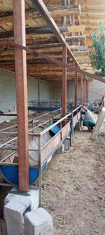 Товары и оборудование для с/х животных: Ассалам алейкум ушундай акырларды үйүңүздөргө барып жасап — 11