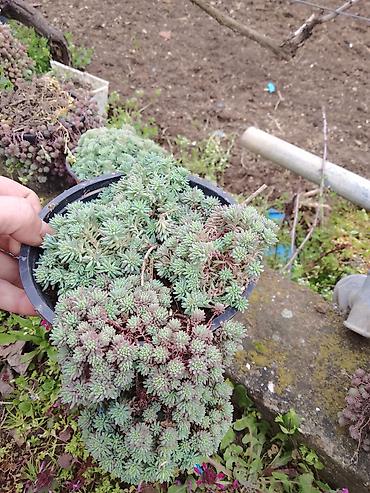Ostale kućne biljke: Sukulenti u saksijama – više vrsta - Sedum (različite sorte) — 5
