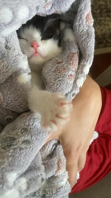 Pişiklər: Erkək, Yaxşı əllərə — 10