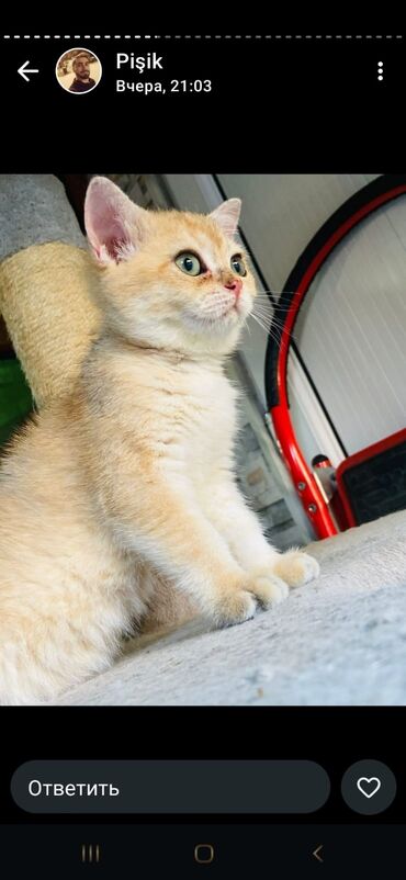 Pişiklər: Britan yastı qulaq, Erkək, Dişi, Yaxşı əllərə, Ünvandan götürmə, Pulsuz çatdırılma, Ödənişli çatdırılma — 116