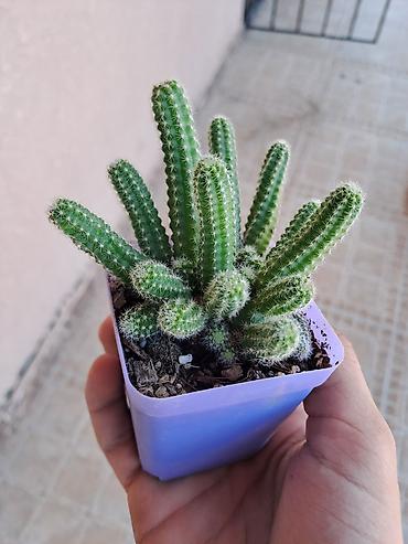dekorativ ağac topiariya: Məmulat: Mini kaktus (Echinopsis chamaecereus – “Yer fıstığı”/“xiyar” — 2