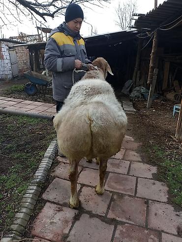 Баран, овца: Продаю | Овца (самка) | Арашан | Для разведения — 7