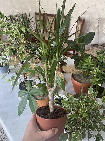 цветы драцена: Драцена маргината (Dracaena marginata), компактное комнатное растение — 3