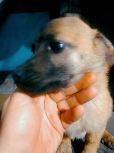 Отдам даром собаку: Собака даром: Дворняжка, 2 месяца, Самка at lalafo.kg — 1 Отдам даром собаку: Собака даром: Дворняжка, 2 месяца, Самка — 1