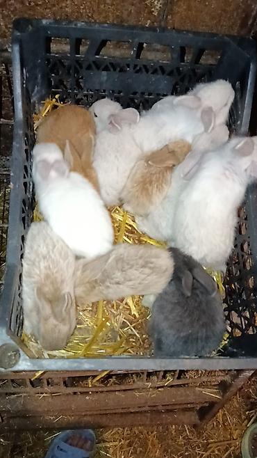 pekines ağ: Bala sort dovsanlar 5man aglar sarilar 7man cut alana endirim olacaq — 3