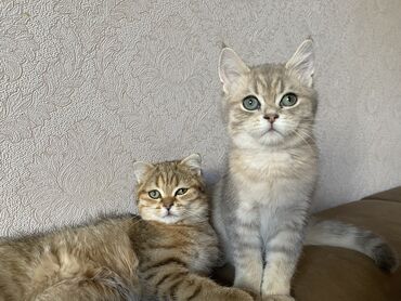 Аквариумы: Золотая шиншилла, Самец, Самка